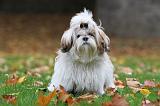 SHIH TZU 115